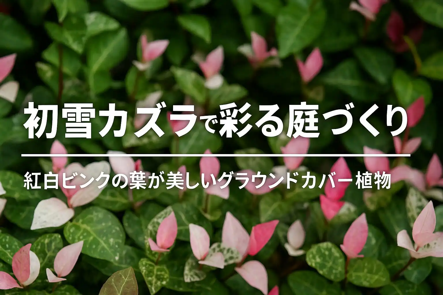 初雪カズラで彩る庭づくり｜紅白ピンクの葉が美しいグラウンドカバー植物
