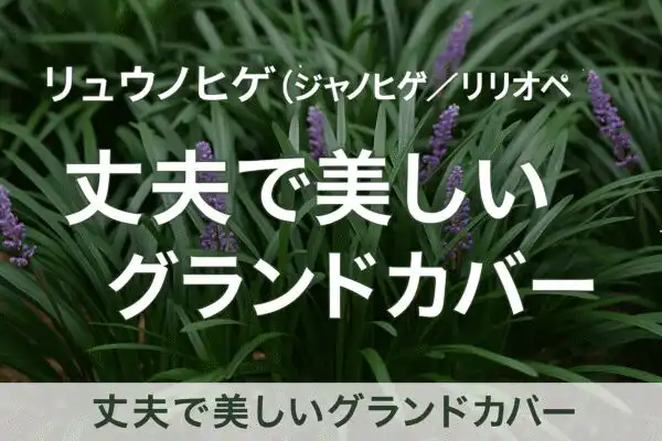 【芝生代わりに最適】リリターフ（リュウノヒゲ・リリオペ）の魅力と育て方ガイド