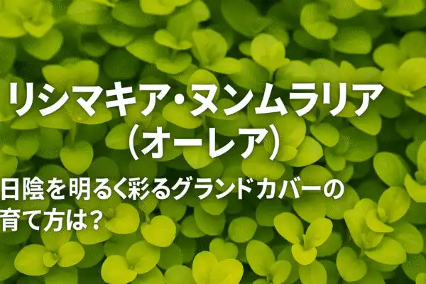 【黄緑の絨毯が美しい】リシマキア・ヌンムラリア（オーレア）の魅力と育て方ガイド