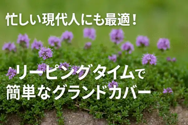 【忙しい人の庭にぴったり】クリーピングタイムの魅力と育て方｜花と香りが楽しめるグランドカバー