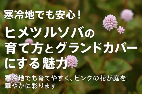【ピンクの絨毯で庭を彩る】ヒメツルソバ（ポリゴナム）の魅力と育て方ガイド